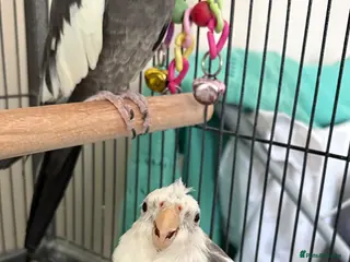 Cockatiels birds Two cockatiels available - Advert 1