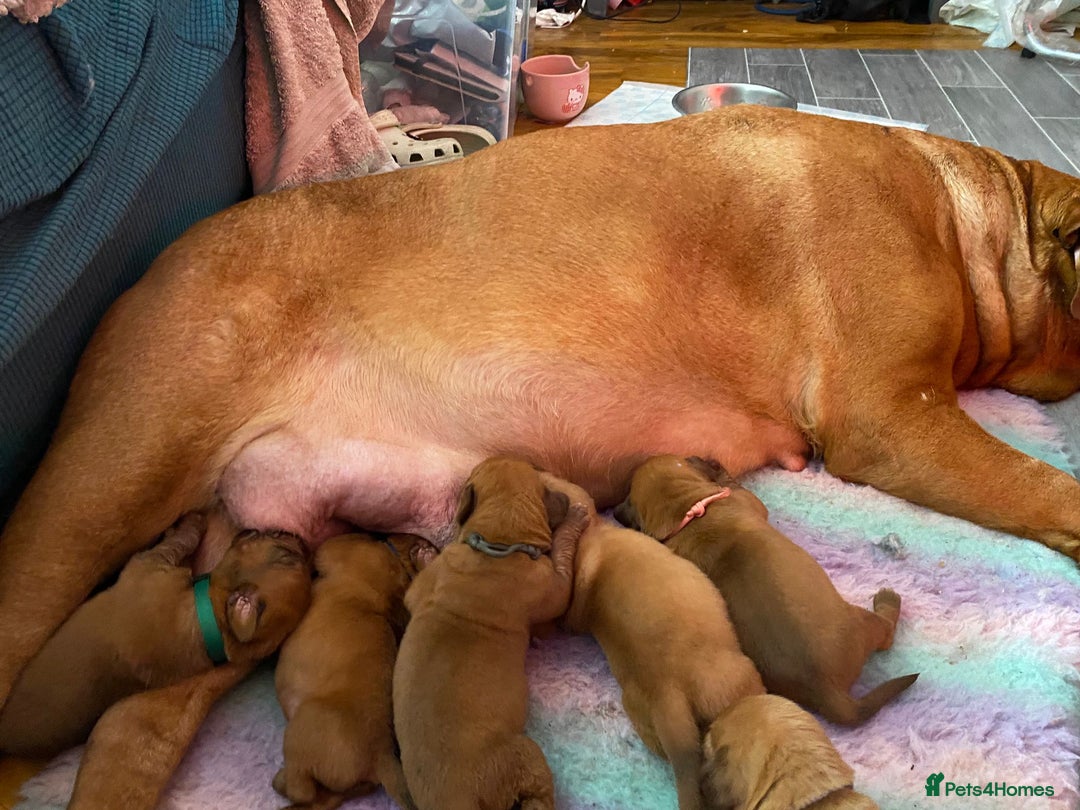 Dogue De Bordeaux dogs for sale: Stunning litter of puppies  - Image 8