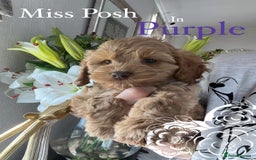 Cockapoo dogs for sale: F1 Cockapoo’s DNA Health Tested Parents - Image 32
