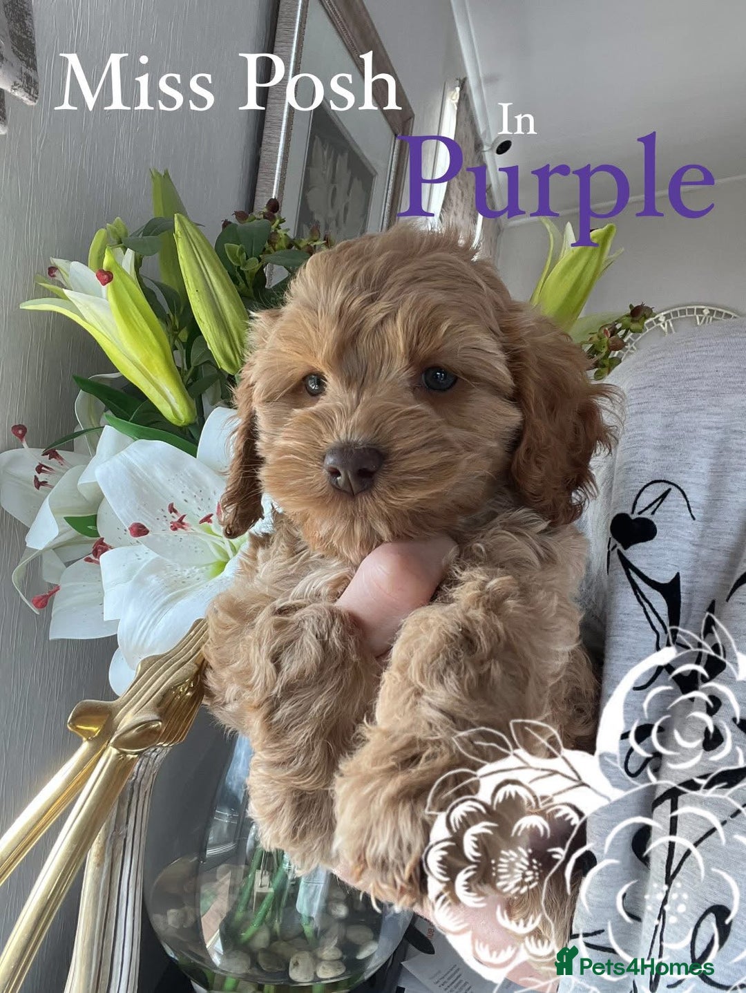 Cockapoo dogs for sale: F1 Cockapoo’s DNA Health Tested Parents - Image 32