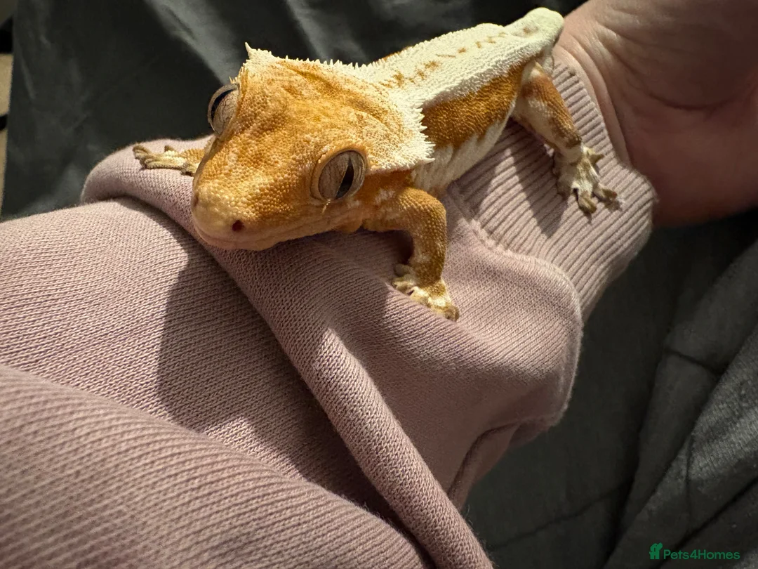 Gecko reptiles for sale: Male Lilly white crested gecko - Advert 2