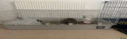 Rex rabbits for sale: 20 week old female tortoiseshell Rex house rabbit. - Advert 4