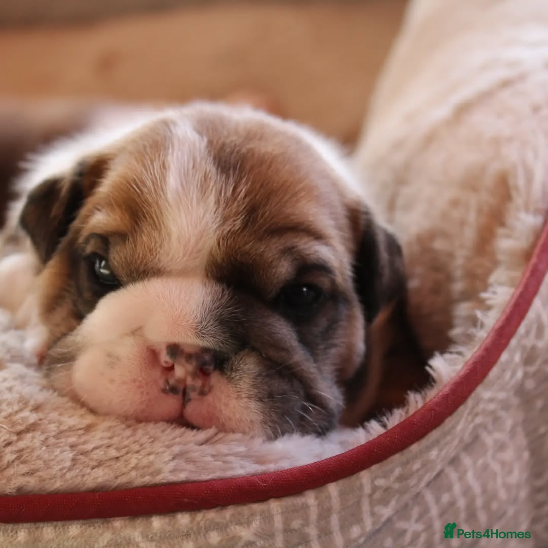English Bulldog dogs for sale: 🐶🏡 Beautiful English Bulldog  Available! 🐾❤️ - Image 5