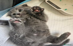 British Shorthair cats for sale: British Shorthair x Scottish Fold - Image 8