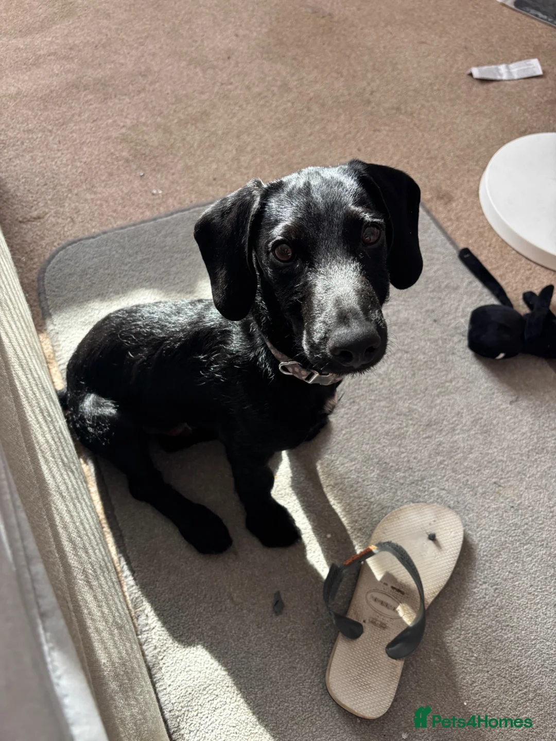 Mixed Breed dogs for sale: Handsome boy - Advert 2