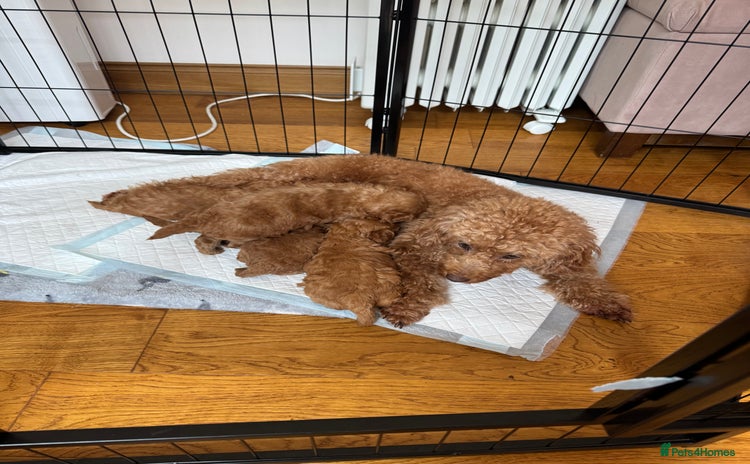 Toy Poodle dogs Red Toy Poodle Puppies – Kennel Club Registered - Advert 8