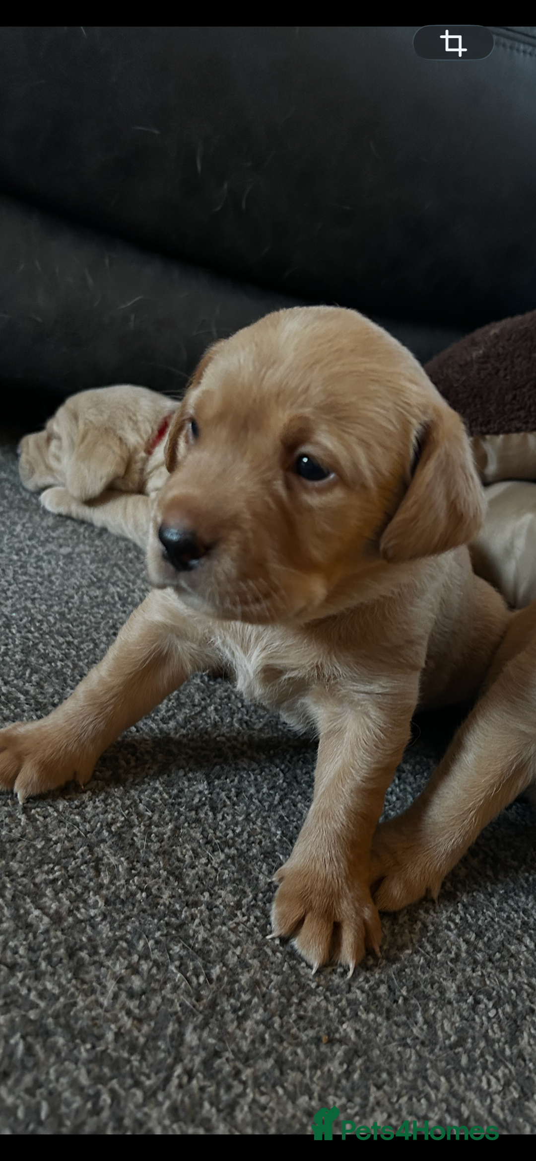 Labrador Retriever dogs for sale: Pure breed Labrador pups  - Advert 7