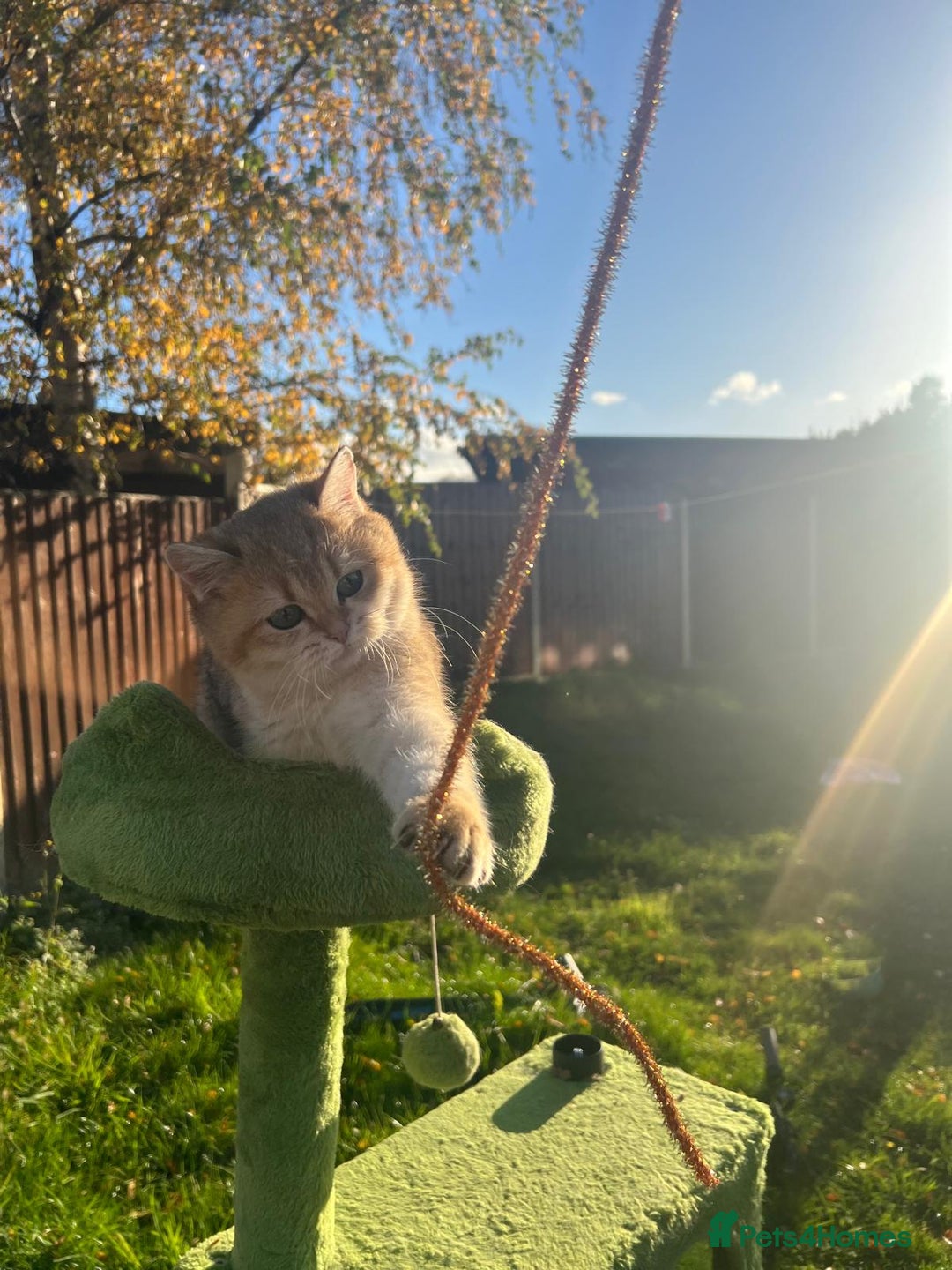 British Shorthair cats for sale: Last handsome golden boy left😻🌼🌺 - Advert 5