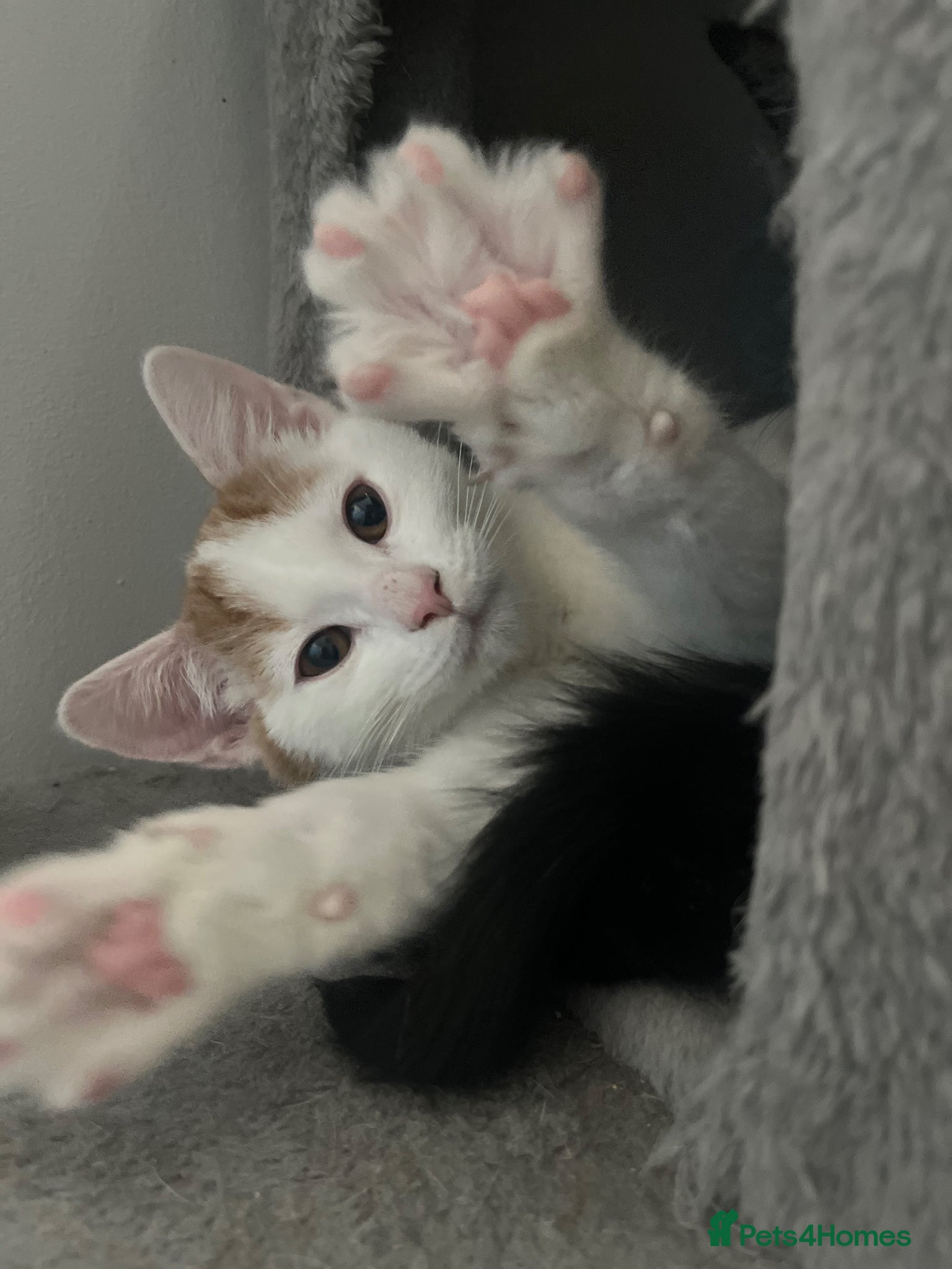 Mixed Breed cats 5 month old kittens looking for loving home - Advert 1