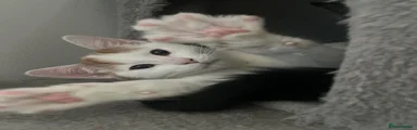 Mixed Breed Kitten 1