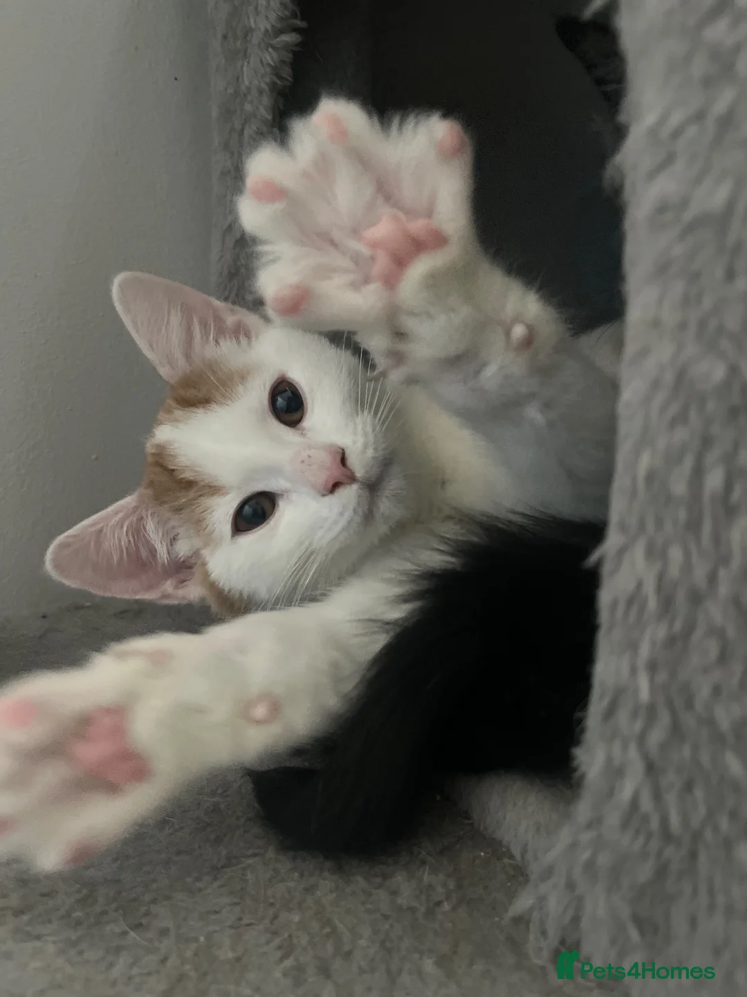 Mixed Breed cats for sale: 5 month old kittens looking for loving home in London - Advert 1