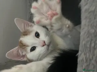Mixed Breed cats 5 month old kittens looking for loving home - Advert 1