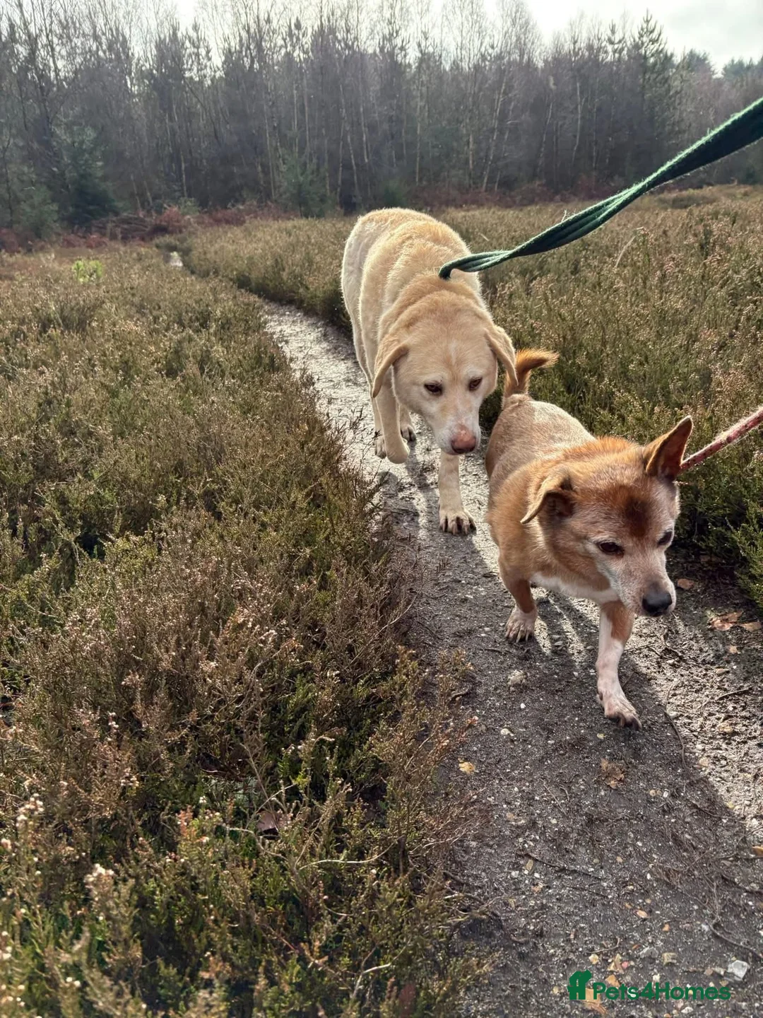 Golden Retriever dogs for adoption: Ralph - Norwich Norfolk  - Advert 8