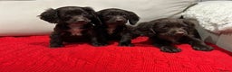 Cocker Spaniel dogs for sale: Chocolate cocker spaniel puppies ❤️ - Advert 7