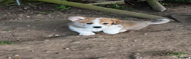 Welsh Corgi Pembroke Puppy 1