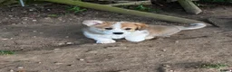 Welsh Corgi Pembroke dogs for sale: Pembroke corgi boys  - Advert 3