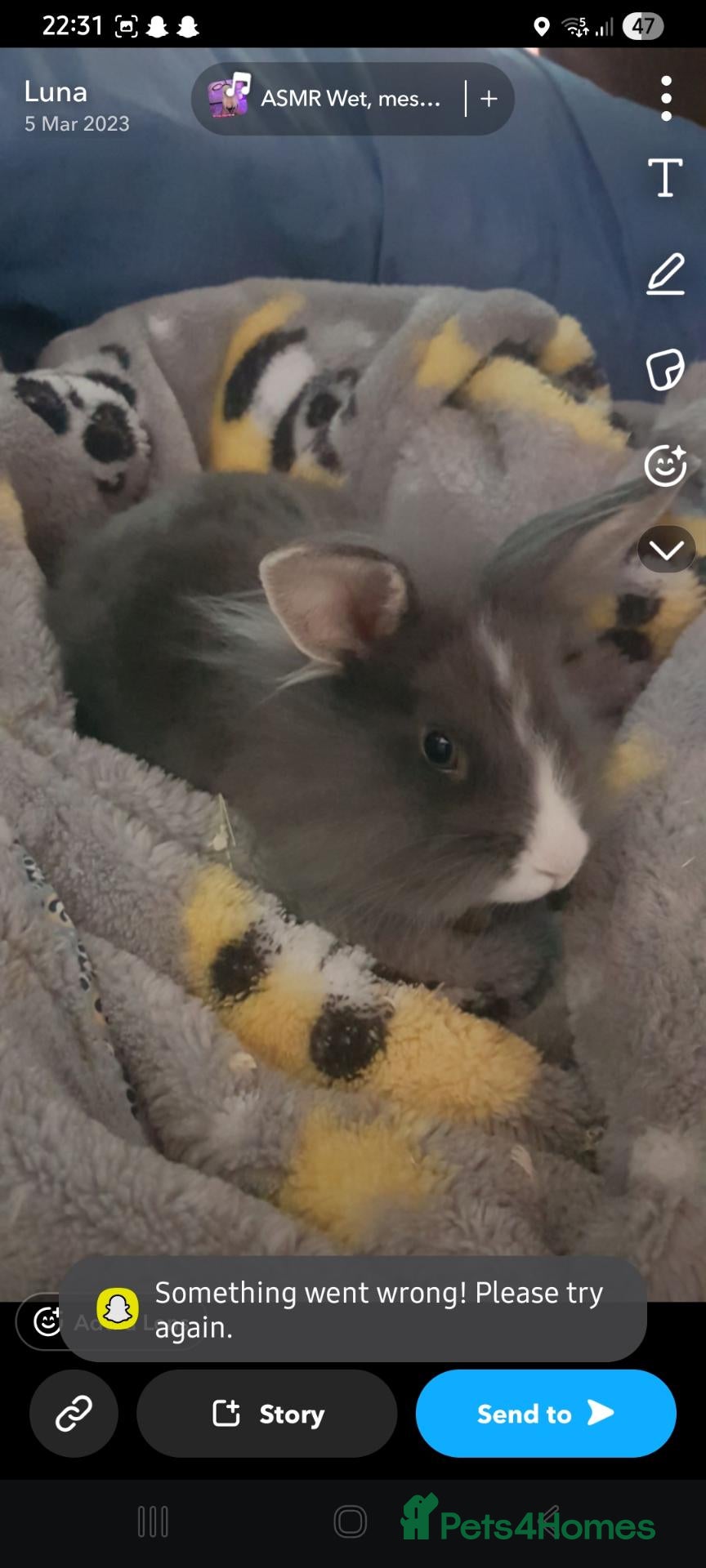 Mini Lion Lop rabbits for sale: Female lion lop rehome  - Advert 12