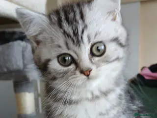 British Shorthair cats Bsh .Silver Classic Tabby. GCCF. - Advert 14
