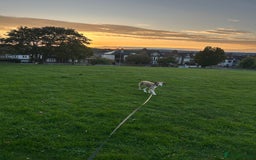 Mixed Breed dogs for sale: 7 months old puppy for sale  - Image 4