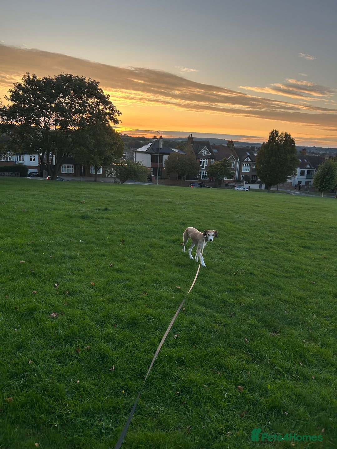 Mixed Breed dogs for sale: 7 months old puppy for sale  - Image 4