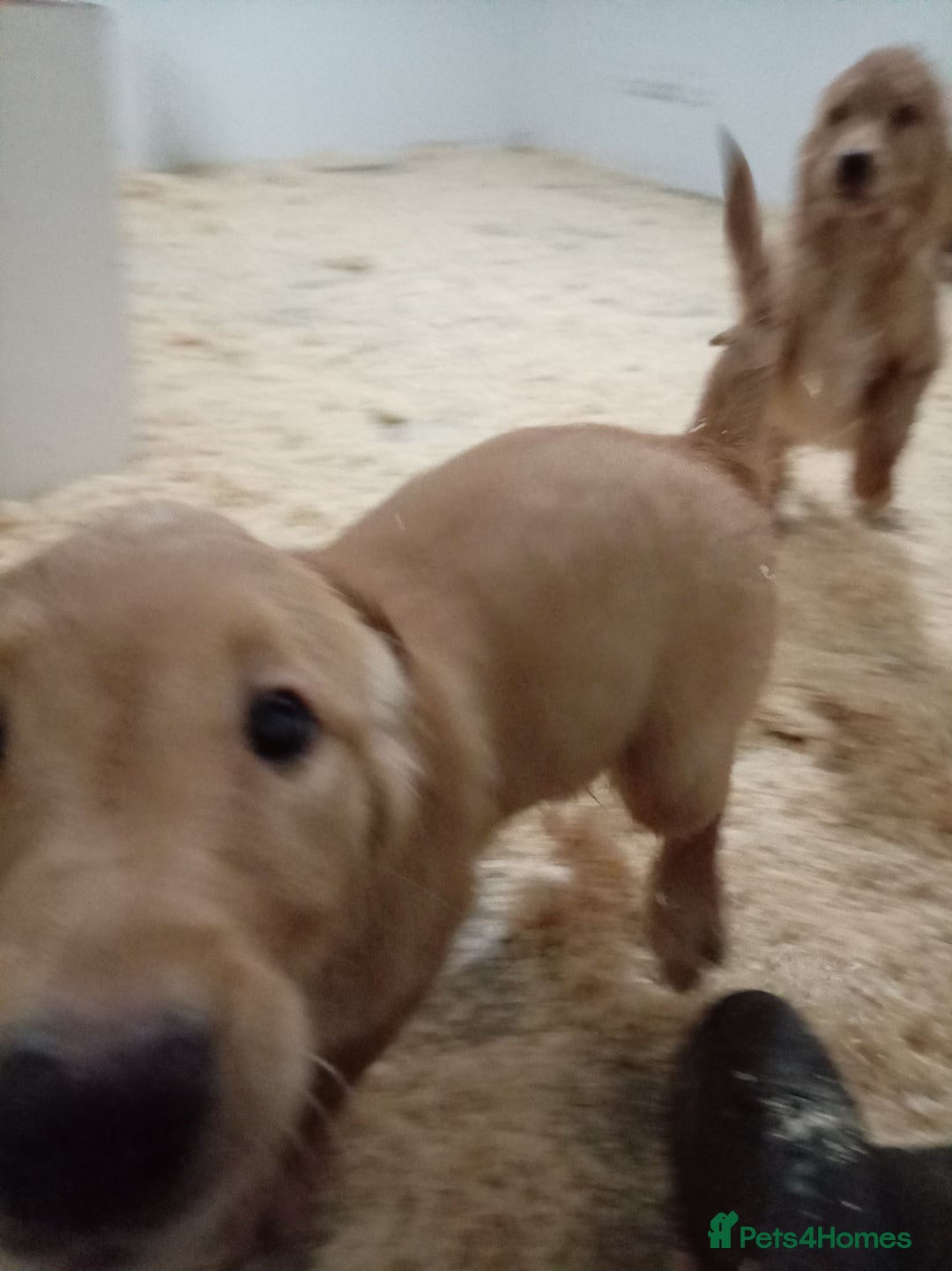 Golden Retriever dogs for sale: Kc registered golden retrievers from working lines - Advert 19