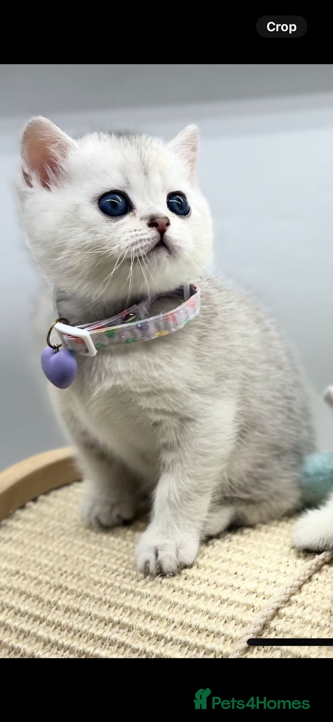 Scottish Fold cats for sale: Beautiful Scottish Straight Kittens - Advert 4