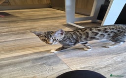 Bengal cats for sale: Bengal X kittens - Image 9
