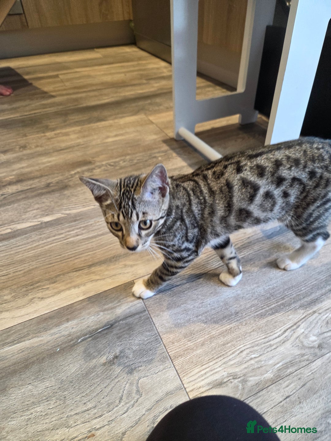Bengal cats for sale: Bengal X kittens - Image 9