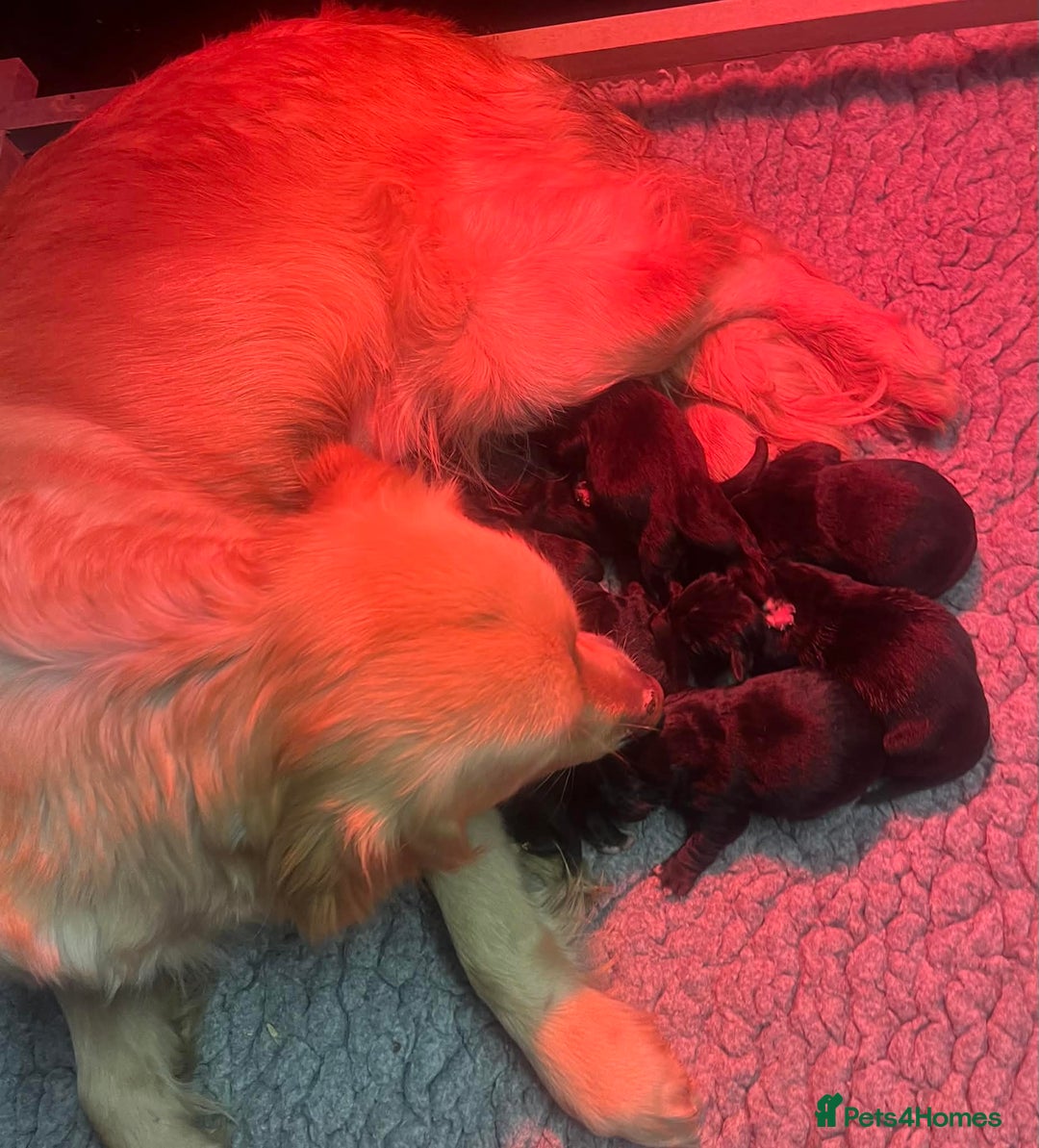 Golden Retriever dogs for sale: Beautiful Bernese Mountain Dog x Golden Retrievers - Advert 3