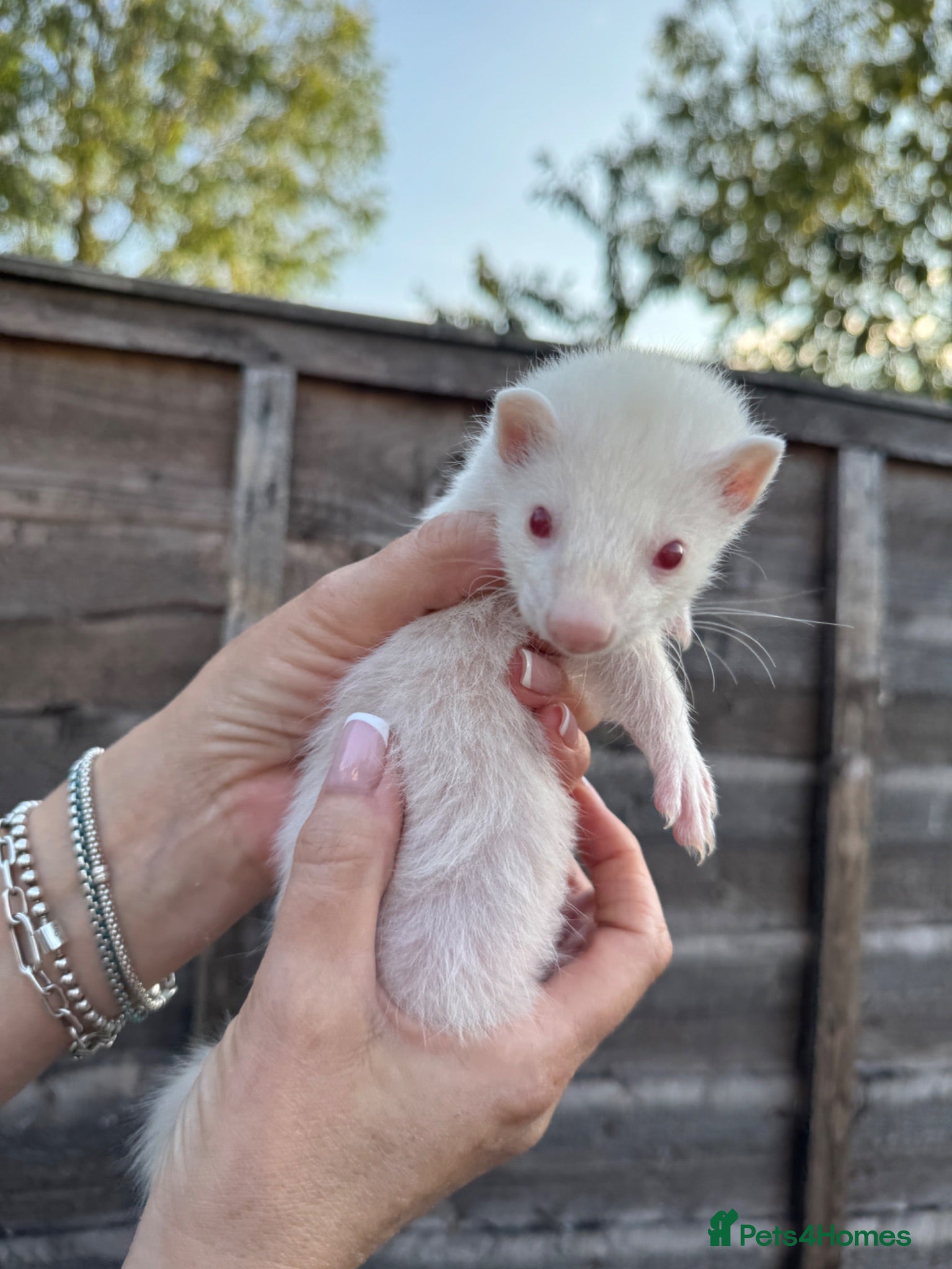Ferret rodents Ferret kits  - Advert 1