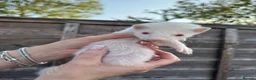 Ferret rodents for sale: Ferret kits  - Advert 5