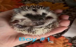 Pygmy Hedgehog rodents for sale: Male and female Pygmy hedgehogs ready to reserve - Image 2