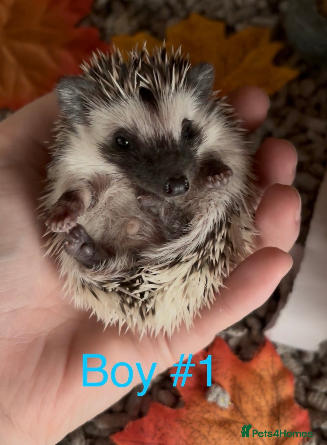 Pygmy Hedgehog rodents for sale: Male and female Pygmy hedgehogs ready to reserve - Image 2