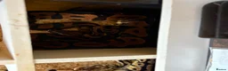 Python Snake reptiles for sale: Royal pythons  - Advert 26
