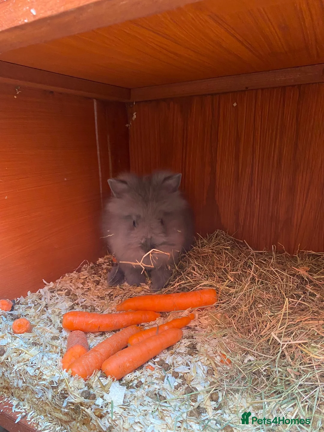 Mixed Breed rabbits for sale: ✨🐇Cute Mixed Breed Baby Bunnies Available😍🐇 - Advert 19