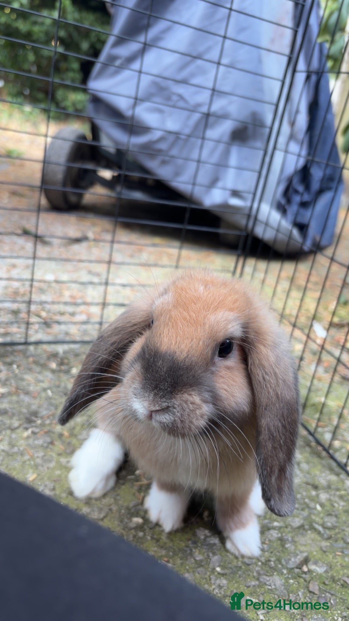 English Lop rabbits READY TO LEAVE   - Advert 4
