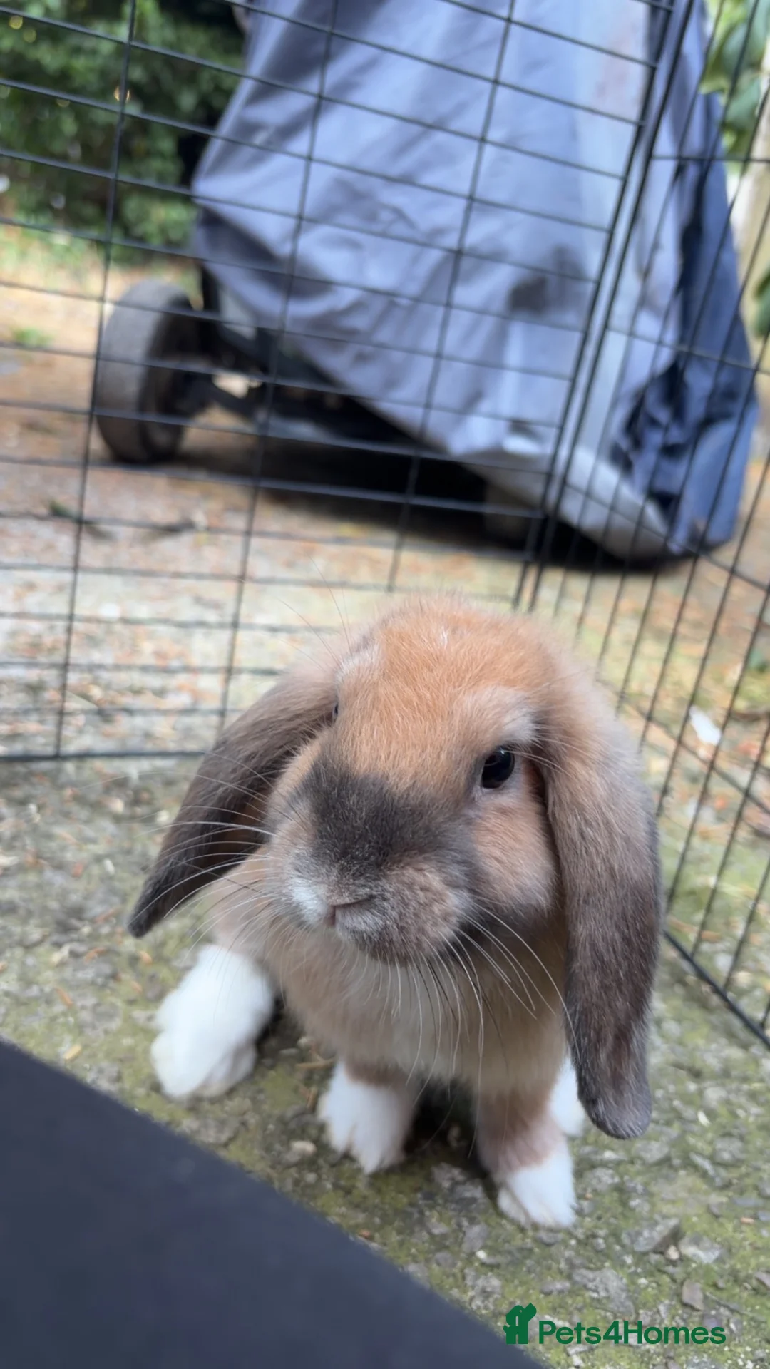 English Lop rabbits for sale: READY TO LEAVE   - Advert 1