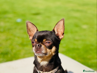 Chihuahua dogs small chihuahua stud only not for sale! chihuahua in Bury Saint Edmunds - Advert 7