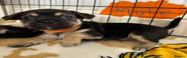 Jack Chi Puppy 2
