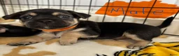 Jack Chi dogs for sale: 1/4 Jack Russell 3/4 chihuahua  - Advert 4