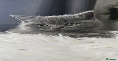 Scottish Fold cats - Advert 12