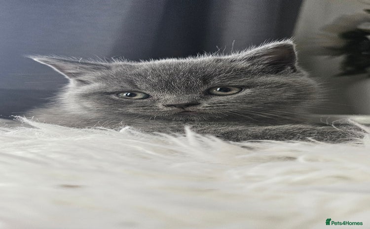 Scottish Fold cats - Advert 16