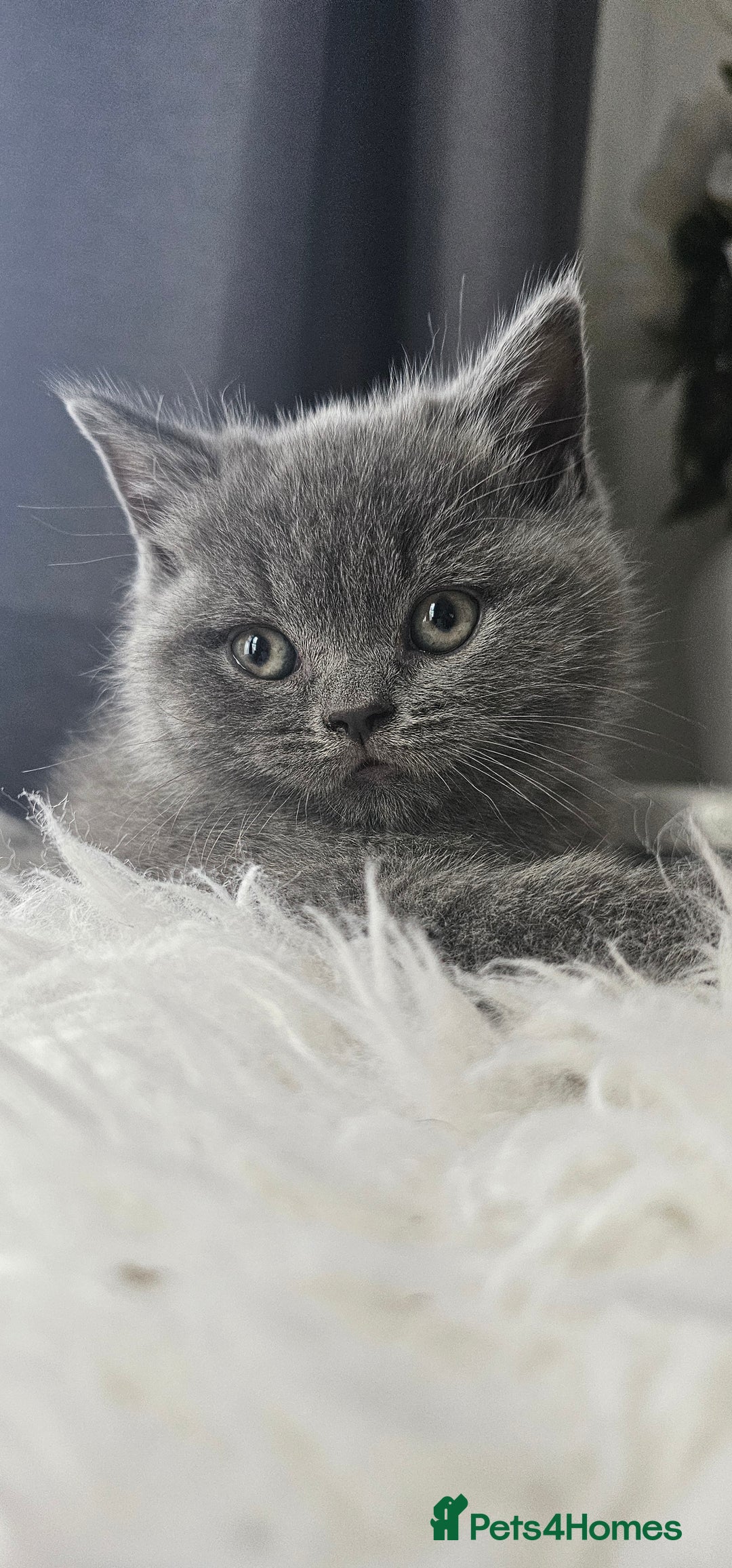 Scottish Fold cats for sale: 3 Beautiful Scottish Fold Kittens(Taki,Taco,Tango) - Image 10