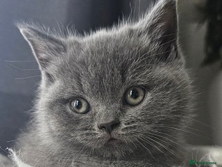 Scottish Fold cats - Advert 18