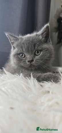 Scottish Fold cats - Advert 16