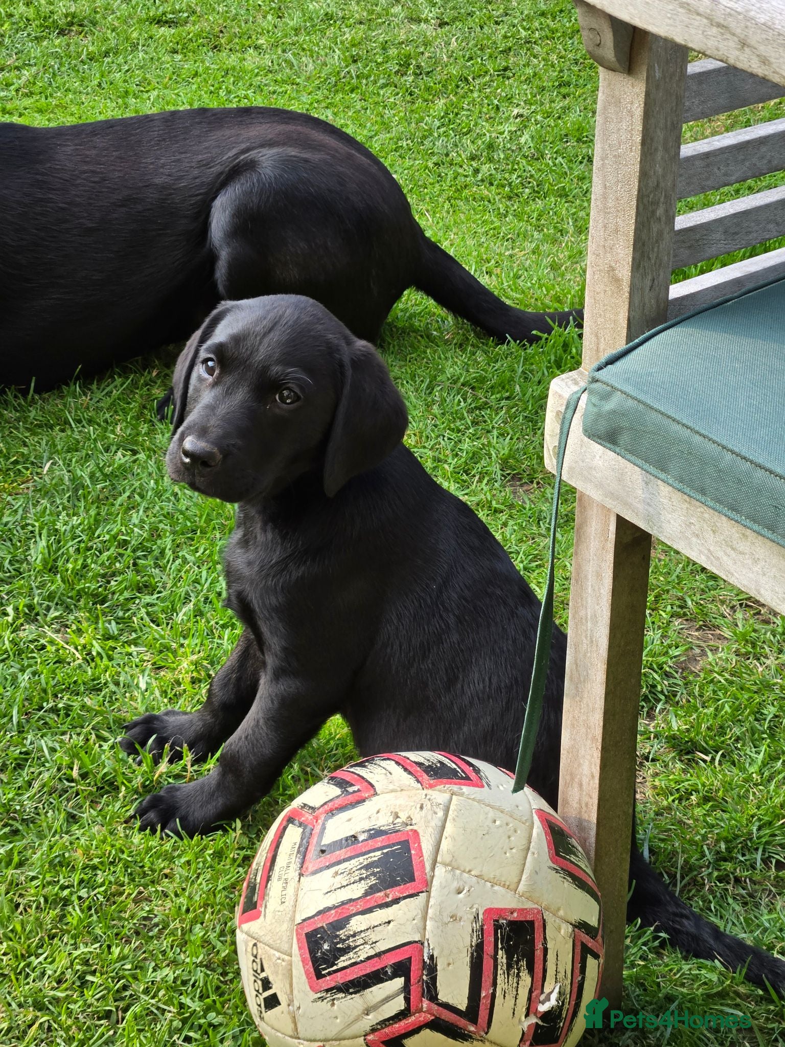 Labrador Retriever dogs KC FTCh Black Lab Boys - Elite Quality, Ready Now - Advert 2