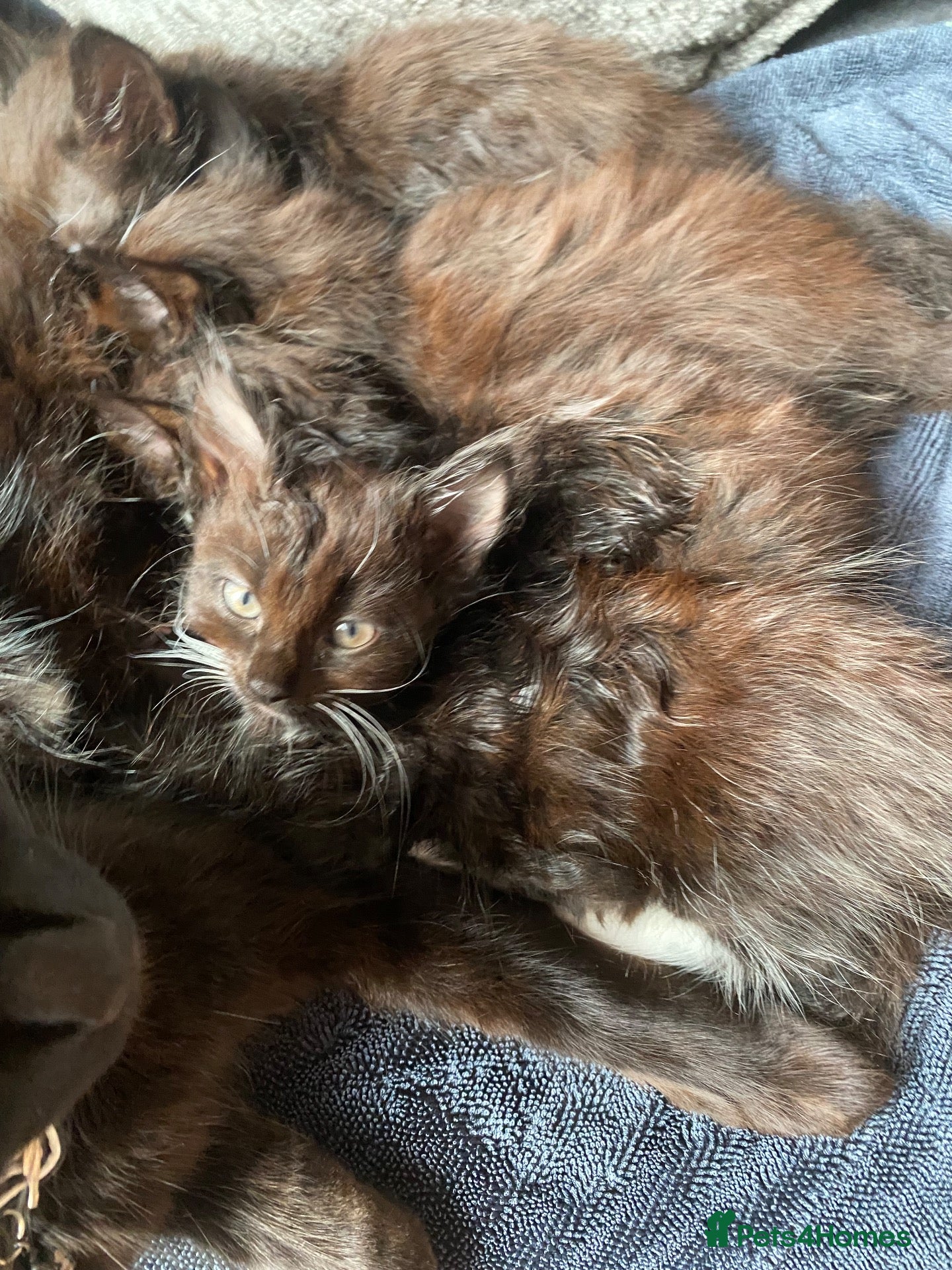 Mixed Breed cats Beautiful Maine coone X Siberian babies for sale - Advert 11