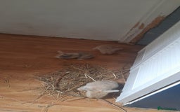 Mini Lop rabbits for sale: Beautiful lops for sale  - Image 3