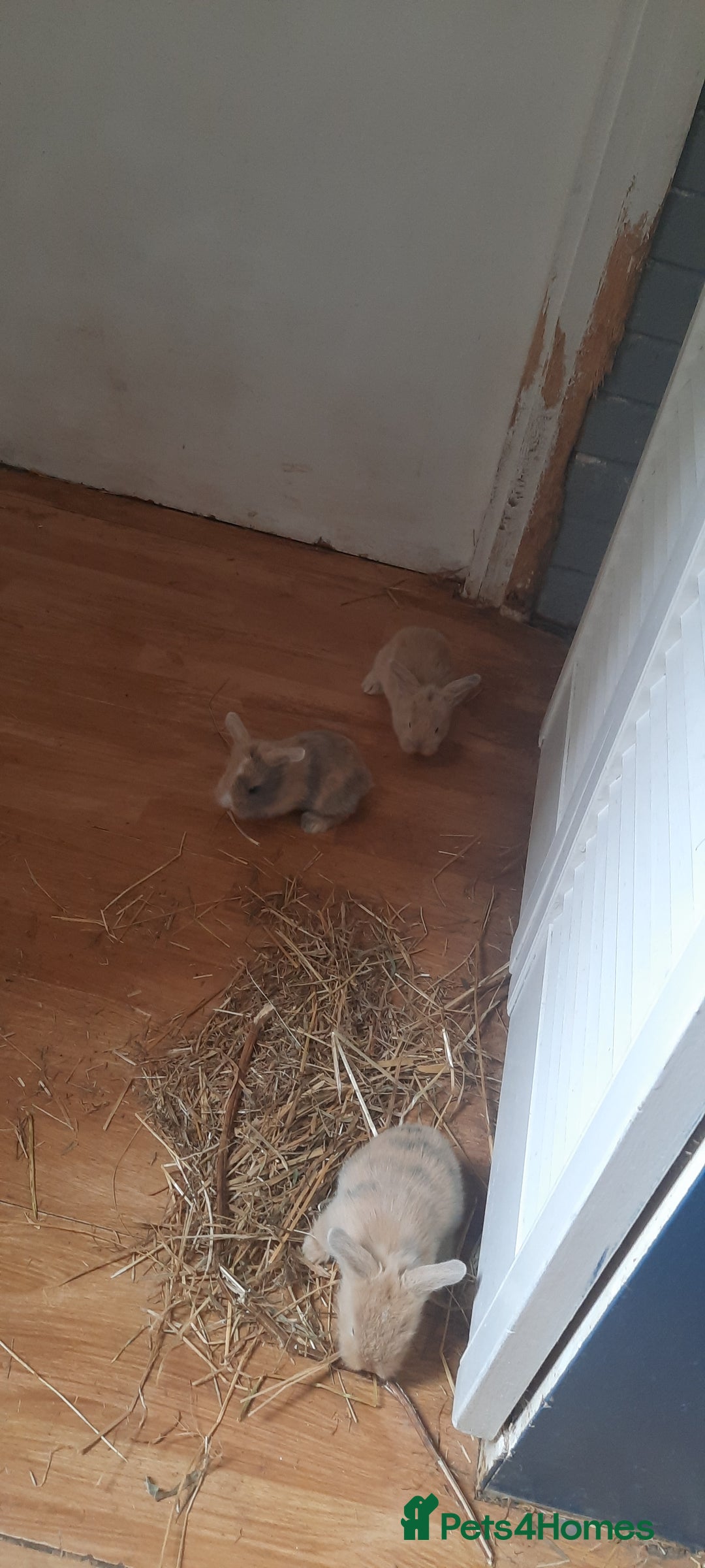 Mini Lop rabbits for sale: Beautiful lops for sale  - Image 3