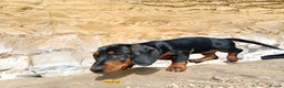 Miniature Dachshund dogs for stud: KC Chocolate dapple boy for stud very gentle. in Skegness - Advert 9